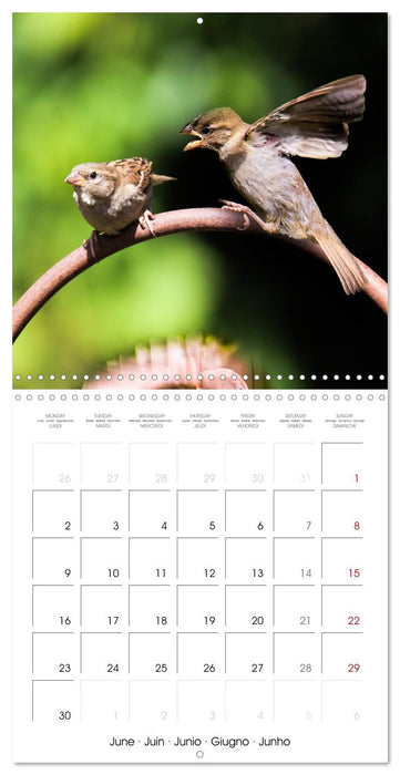 The Wild Sparrow Gang (CALVENDO Monthly Calendar 2025)