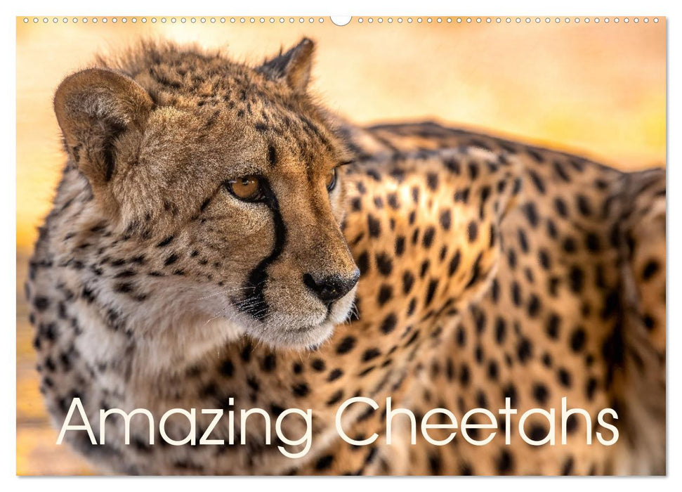 Amazing Cheetahs (CALVENDO Monthly Calendar 2025)