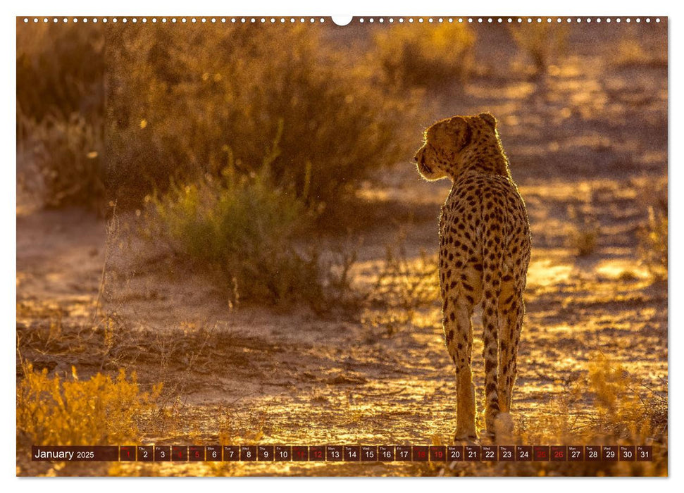 Amazing Cheetahs (CALVENDO Monthly Calendar 2025)