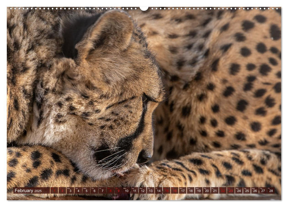 Amazing Cheetahs (CALVENDO Monthly Calendar 2025)