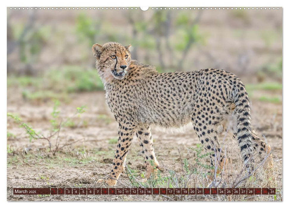 Amazing Cheetahs (CALVENDO Monthly Calendar 2025)