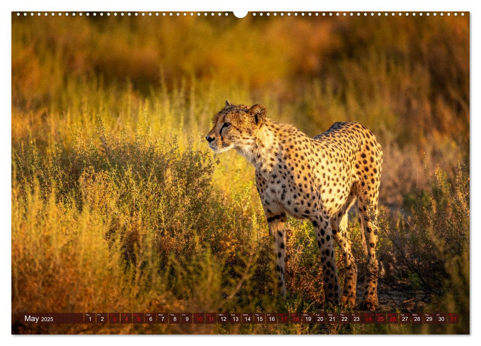 Amazing Cheetahs (CALVENDO Monthly Calendar 2025)