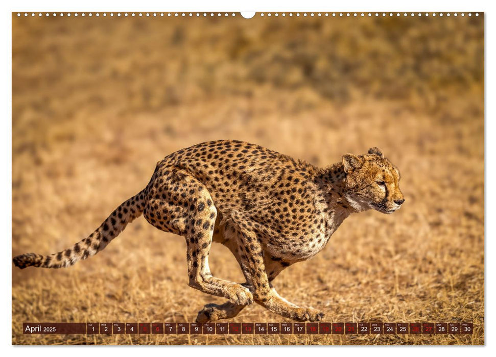 Amazing Cheetahs (CALVENDO Premium-Calendar 2025)