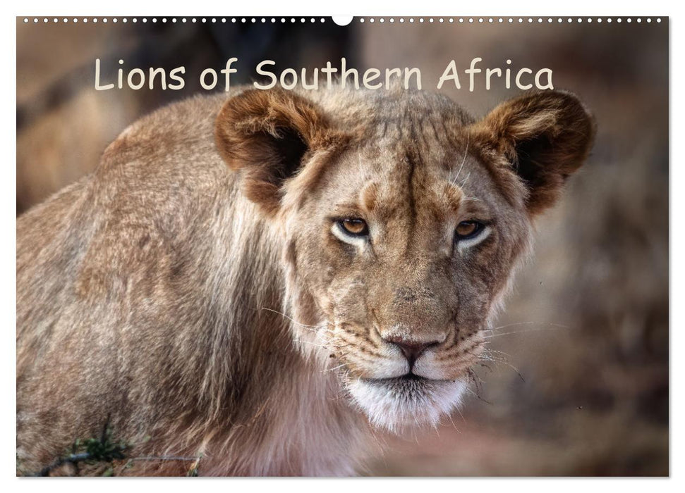 Lions of Southern Africa (CALVENDO Monthly Calendar 2025)