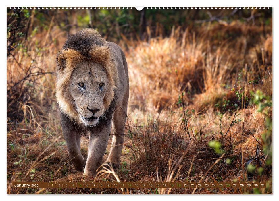 Lions of Southern Africa (CALVENDO Monthly Calendar 2025)