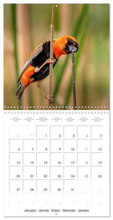 Feathered Jewels (CALVENDO Monthly Calendar 2025)