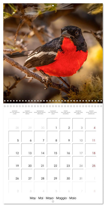 Feathered Jewels (CALVENDO Monthly Calendar 2025)