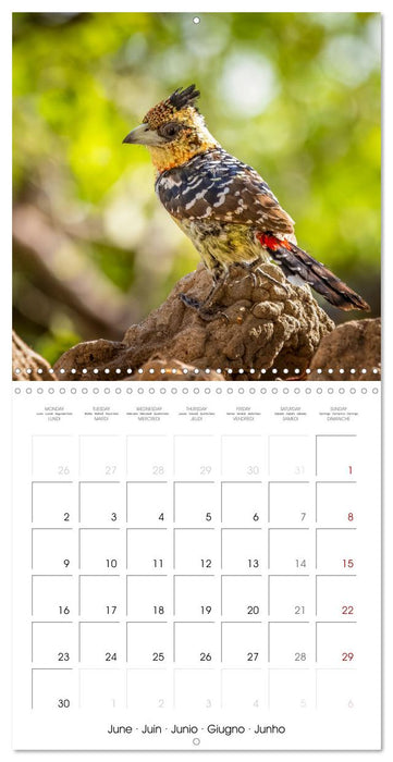 Feathered Jewels (CALVENDO Monthly Calendar 2025)