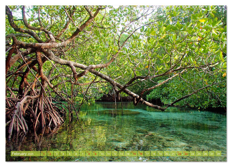 Mangroves - Valuable Habitat (CALVENDO Monthly Calendar 2025)