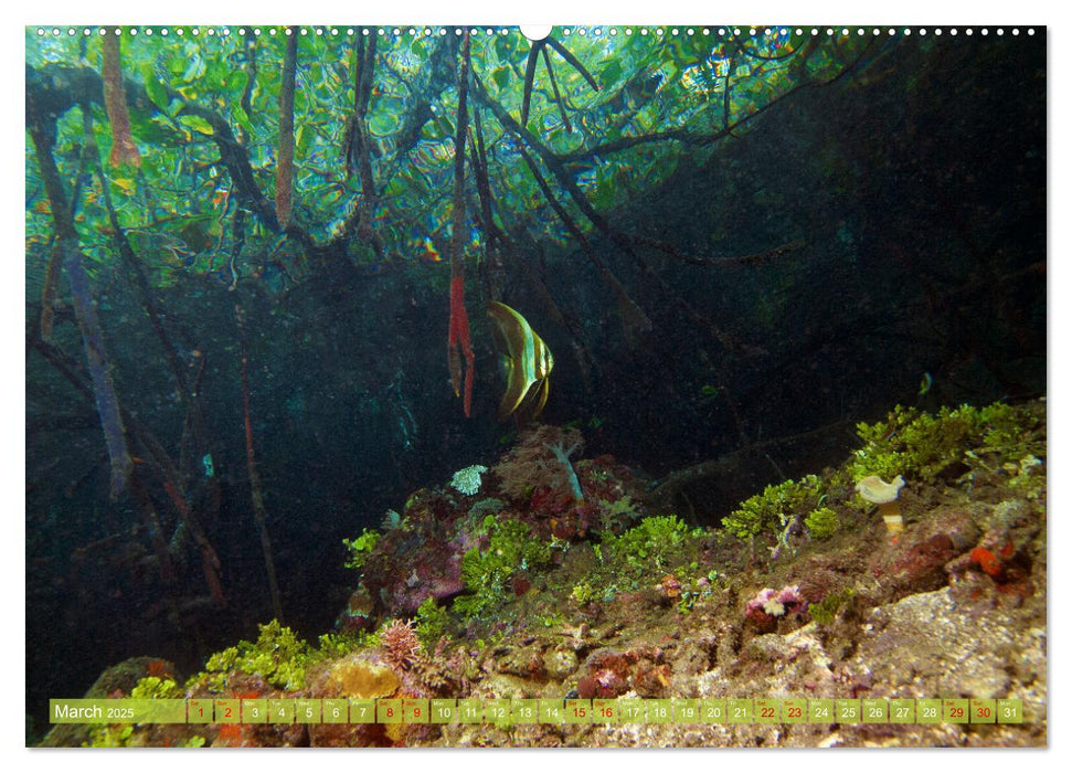 Mangroves - Valuable Habitat (CALVENDO Monthly Calendar 2025)