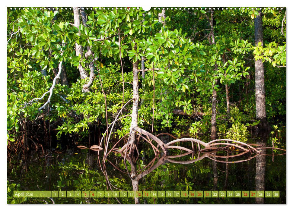 Mangroves - Valuable Habitat (CALVENDO Monthly Calendar 2025)