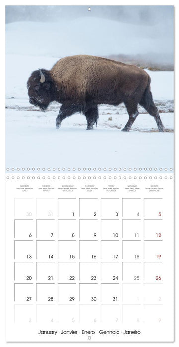 Yellowstone National Park (CALVENDO Monthly Calendar 2025)