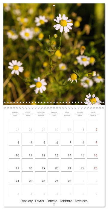 Herbal Haven. Enchanting Healing Plants (CALVENDO Monthly Calendar 2025)