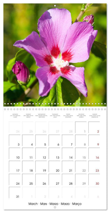 Herbal Haven. Enchanting Healing Plants (CALVENDO Monthly Calendar 2025)