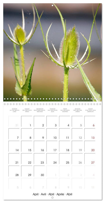 Herbal Haven. Enchanting Healing Plants (CALVENDO Monthly Calendar 2025)