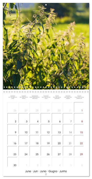 Herbal Haven. Enchanting Healing Plants (CALVENDO Monthly Calendar 2025)