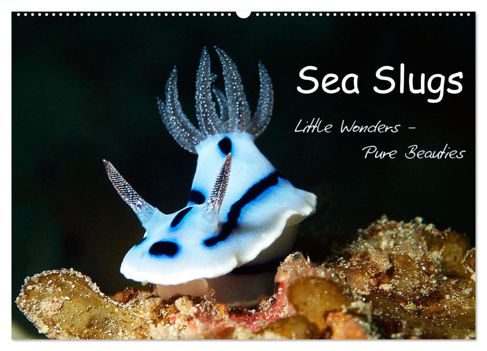 Sea Slugs - Little Wonders - Pure Beauties (CALVENDO Monthly Calendar 2025)