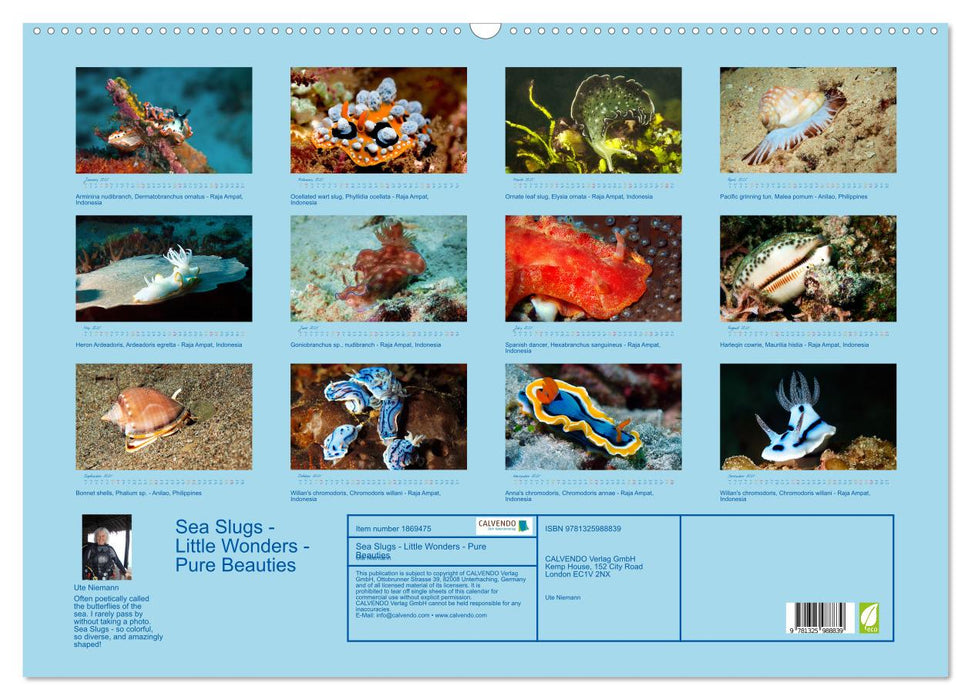 Sea Slugs - Little Wonders - Pure Beauties (CALVENDO Monthly Calendar 2025)