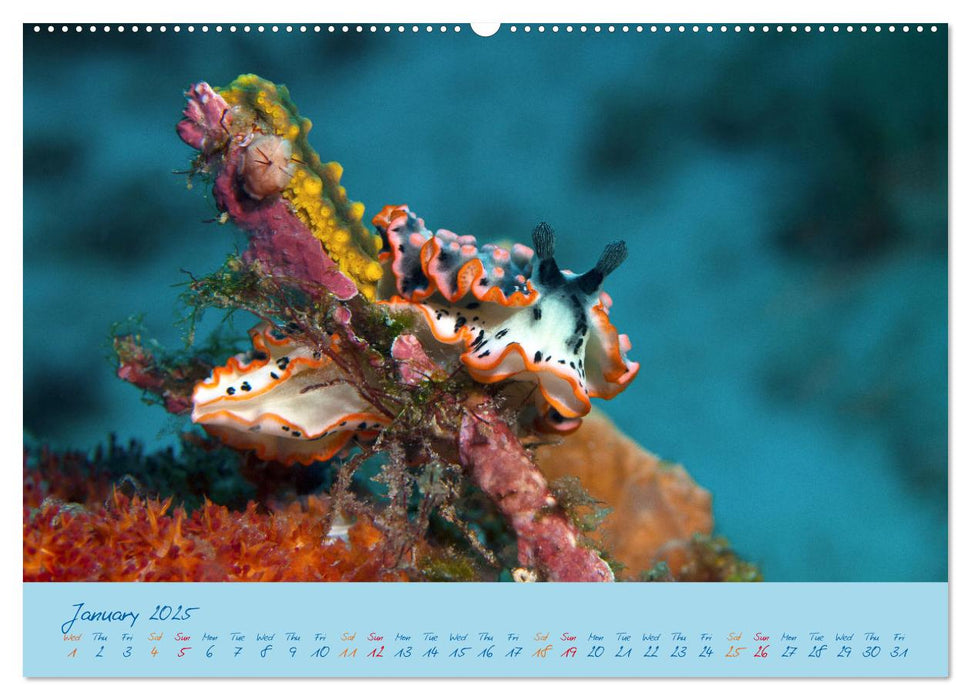 Sea Slugs - Little Wonders - Pure Beauties (CALVENDO Monthly Calendar 2025)