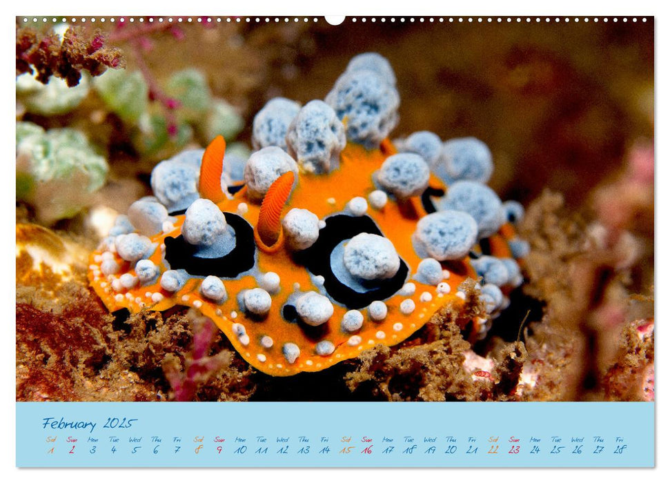 Sea Slugs - Little Wonders - Pure Beauties (CALVENDO Monthly Calendar 2025)