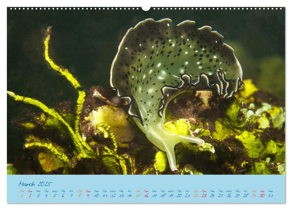 Sea Slugs - Little Wonders - Pure Beauties (CALVENDO Monthly Calendar 2025)