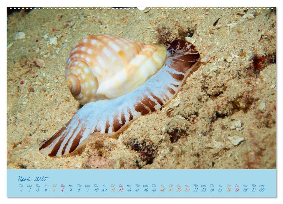 Sea Slugs - Little Wonders - Pure Beauties (CALVENDO Monthly Calendar 2025)