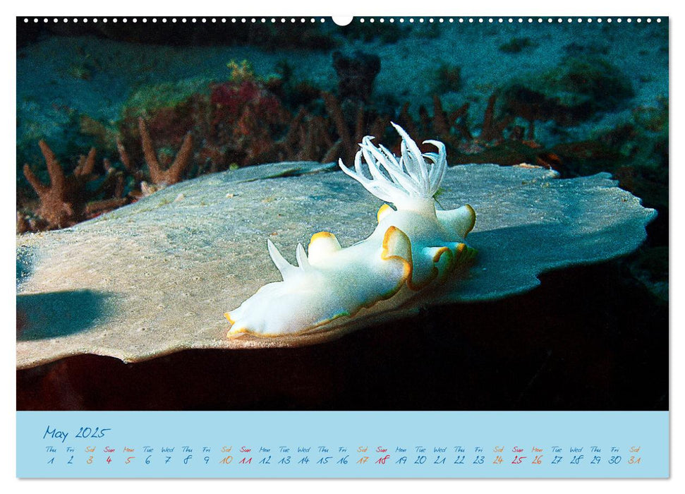 Sea Slugs - Little Wonders - Pure Beauties (CALVENDO Monthly Calendar 2025)