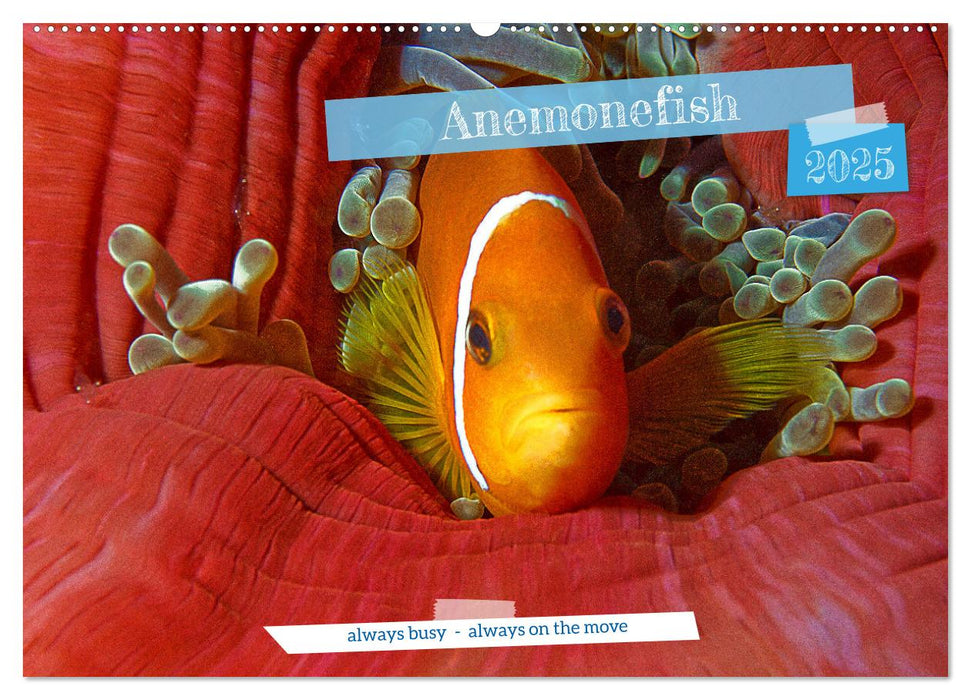 Anemonefish - always busy - always on the move (CALVENDO Monthly Calendar 2025)