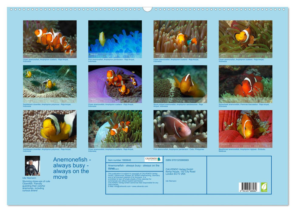 Anemonefish - always busy - always on the move (CALVENDO Monthly Calendar 2025)