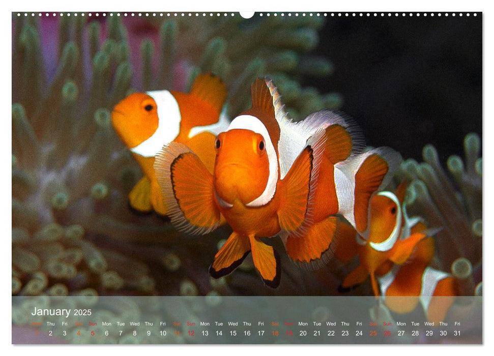 Anemonefish - always busy - always on the move (CALVENDO Monthly Calendar 2025)