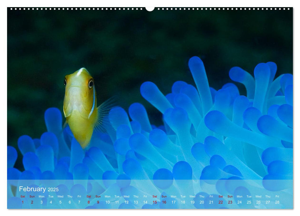 Anemonefish - always busy - always on the move (CALVENDO Monthly Calendar 2025)