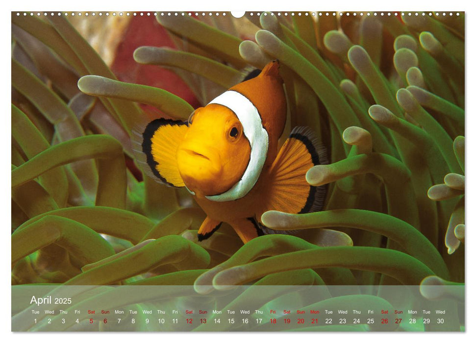 Anemonefish - always busy - always on the move (CALVENDO Monthly Calendar 2025)