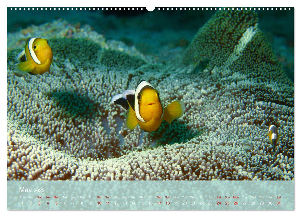 Anemonefish - always busy - always on the move (CALVENDO Monthly Calendar 2025)