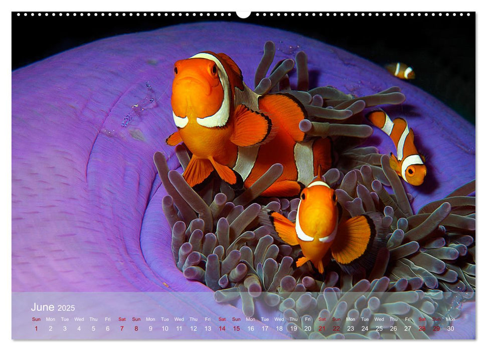 Anemonefish - always busy - always on the move (CALVENDO Monthly Calendar 2025)