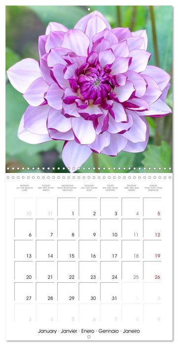 Beloved dahlias (CALVENDO Monthly Calendar 2025)