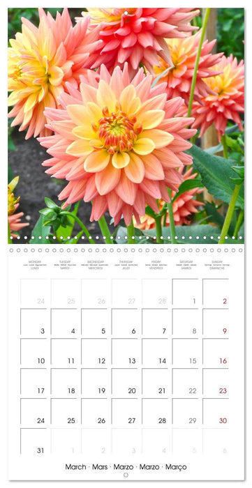 Beloved dahlias (CALVENDO Monthly Calendar 2025)