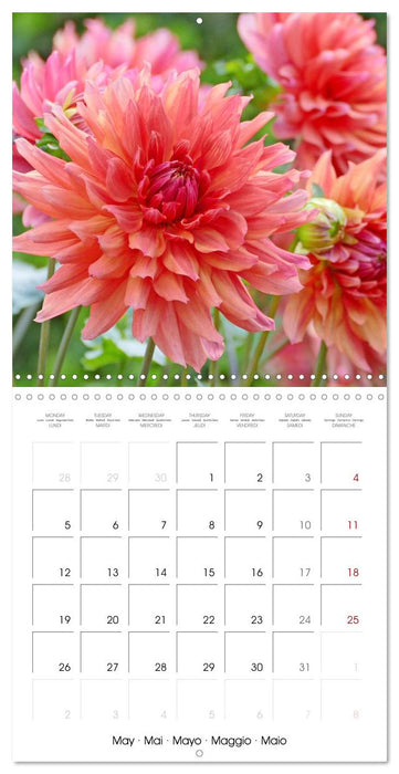 Beloved dahlias (CALVENDO Monthly Calendar 2025)