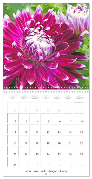 Beloved dahlias (CALVENDO Monthly Calendar 2025)