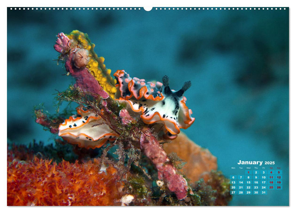 Oceans Alive - A World of Color and Diversity (CALVENDO Monthly Calendar 2025)