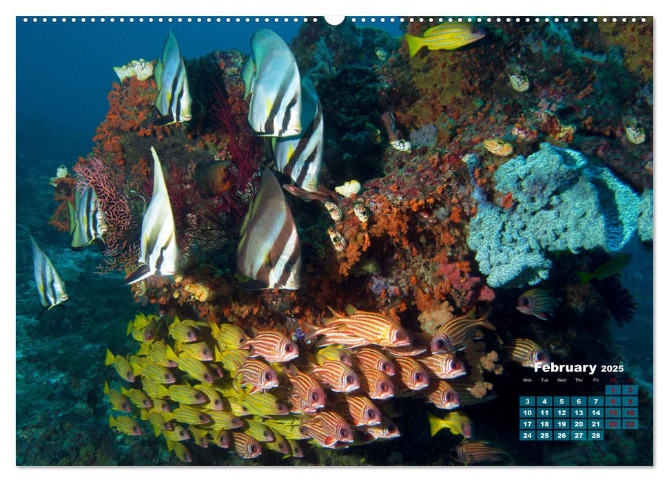 Oceans Alive - A World of Color and Diversity (CALVENDO Monthly Calendar 2025)