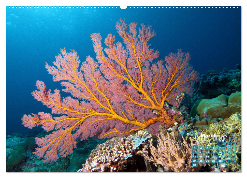 Oceans Alive - A World of Color and Diversity (CALVENDO Monthly Calendar 2025)