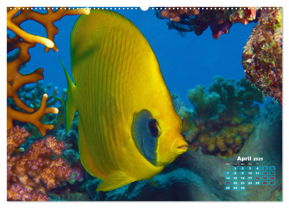 Oceans Alive - A World of Color and Diversity (CALVENDO Monthly Calendar 2025)