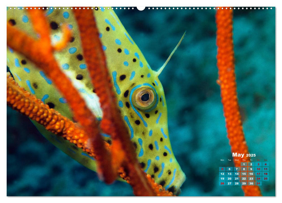 Oceans Alive - A World of Color and Diversity (CALVENDO Monthly Calendar 2025)