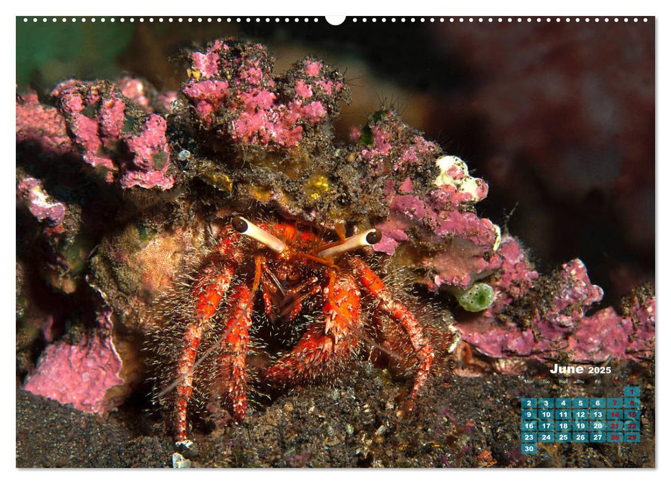 Oceans Alive - A World of Color and Diversity (CALVENDO Monthly Calendar 2025)