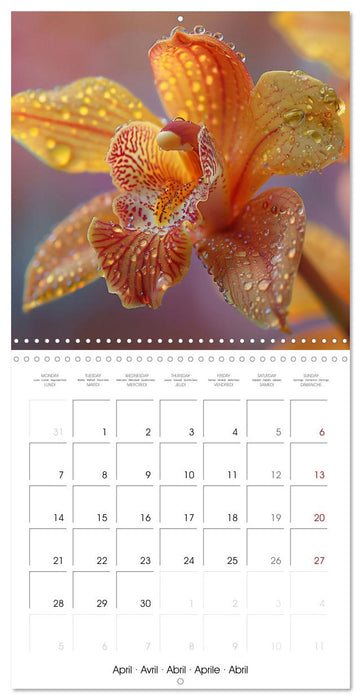 colorful orchid family planner (CALVENDO Monthly Calendar 2025)