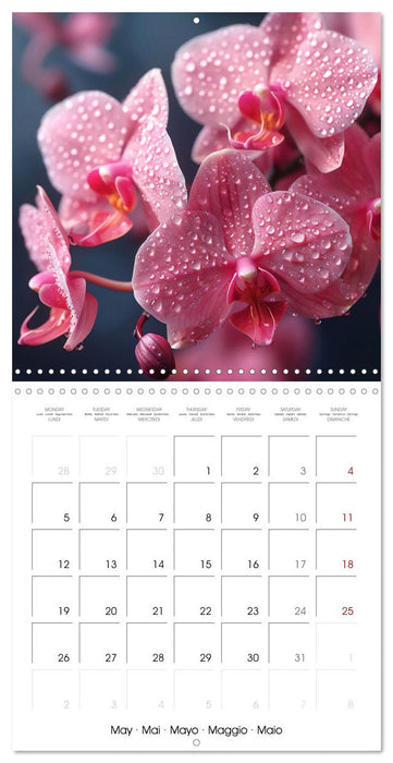 colorful orchid family planner (CALVENDO Monthly Calendar 2025)