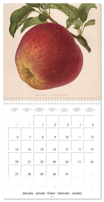 Art & Pomology - Apples 2025 (CALVENDO Monthly Calendar 2025)