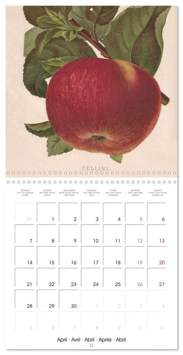 Art & Pomology - Apples 2025 (CALVENDO Monthly Calendar 2025)