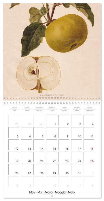 Art & Pomology - Apples 2025 (CALVENDO Monthly Calendar 2025)