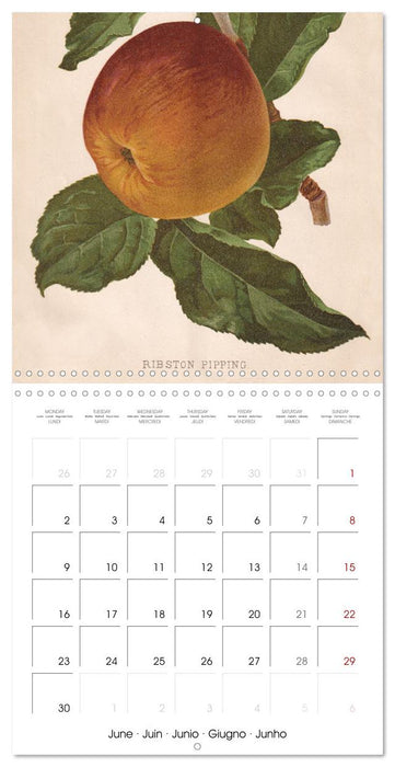 Art & Pomology - Apples 2025 (CALVENDO Monthly Calendar 2025)